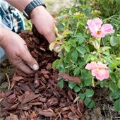 Mulch in garden bed
