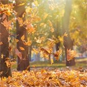 DEA Takeback flyer on October 26