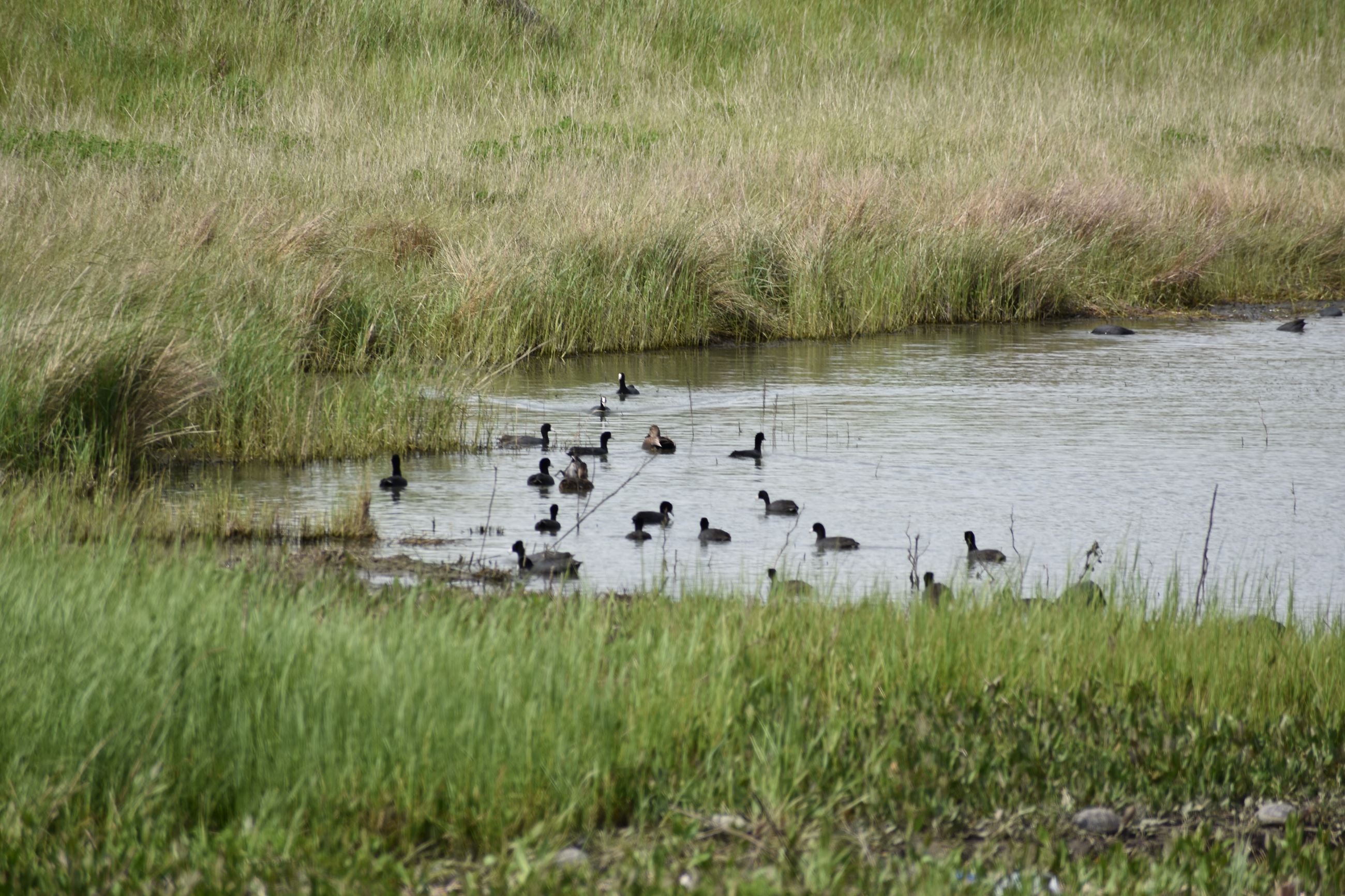 DSC_0461 - ducktails