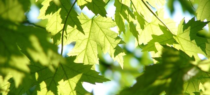 Tree Leaves
