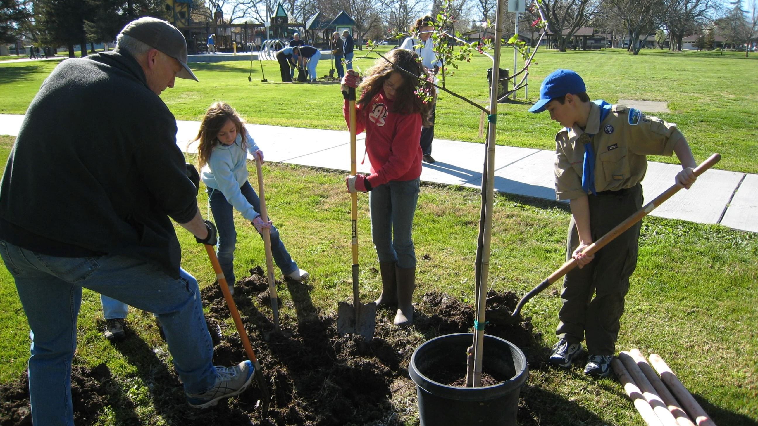 Volunteers planting trees in a City park