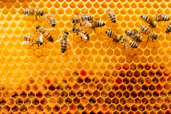 Honeycomb Bees