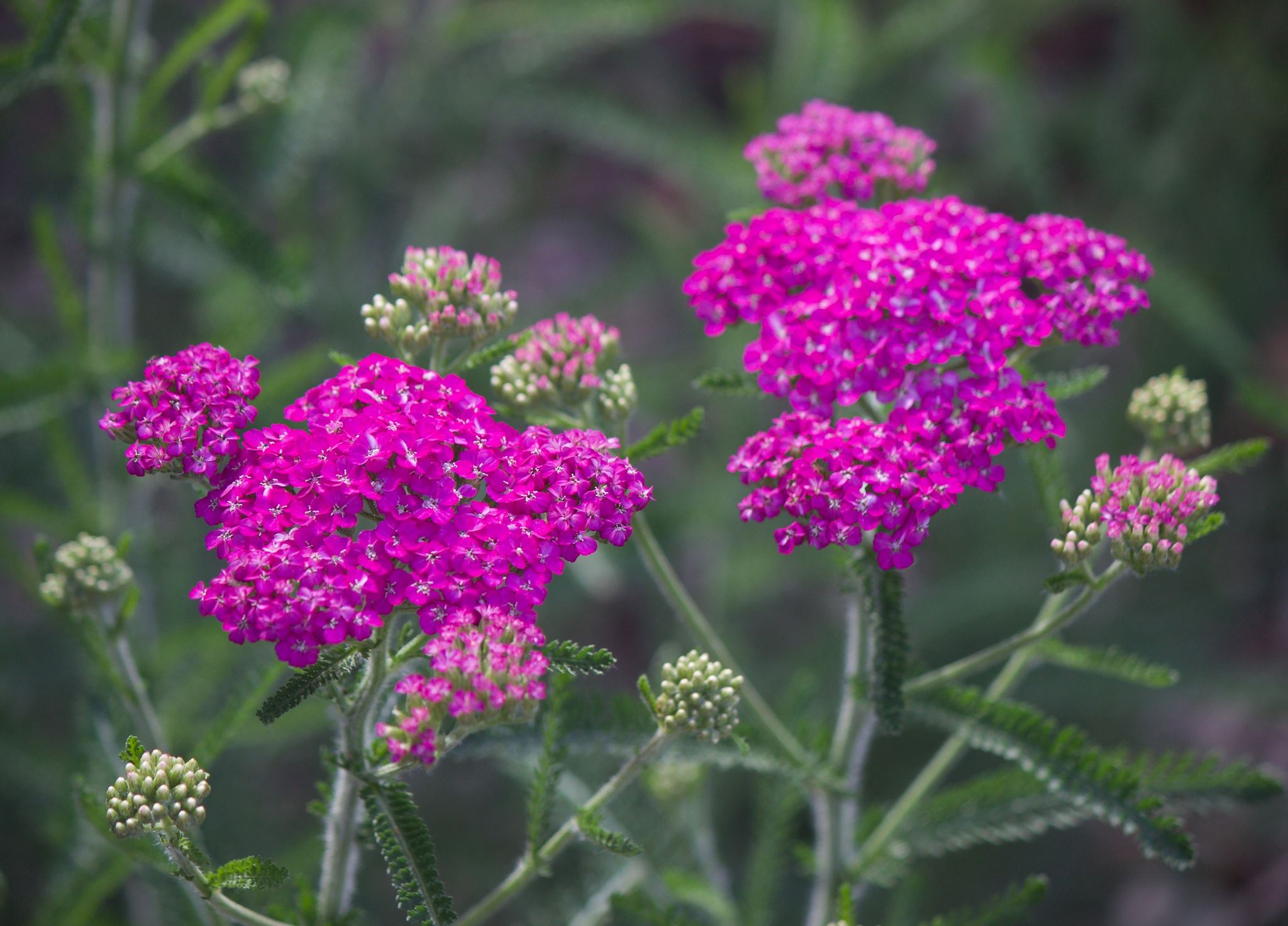 Yarrow 'Island Pink'