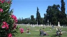 Flower Bush at Cemetery