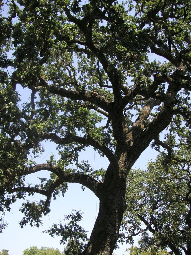 A Tree with Green Leaves