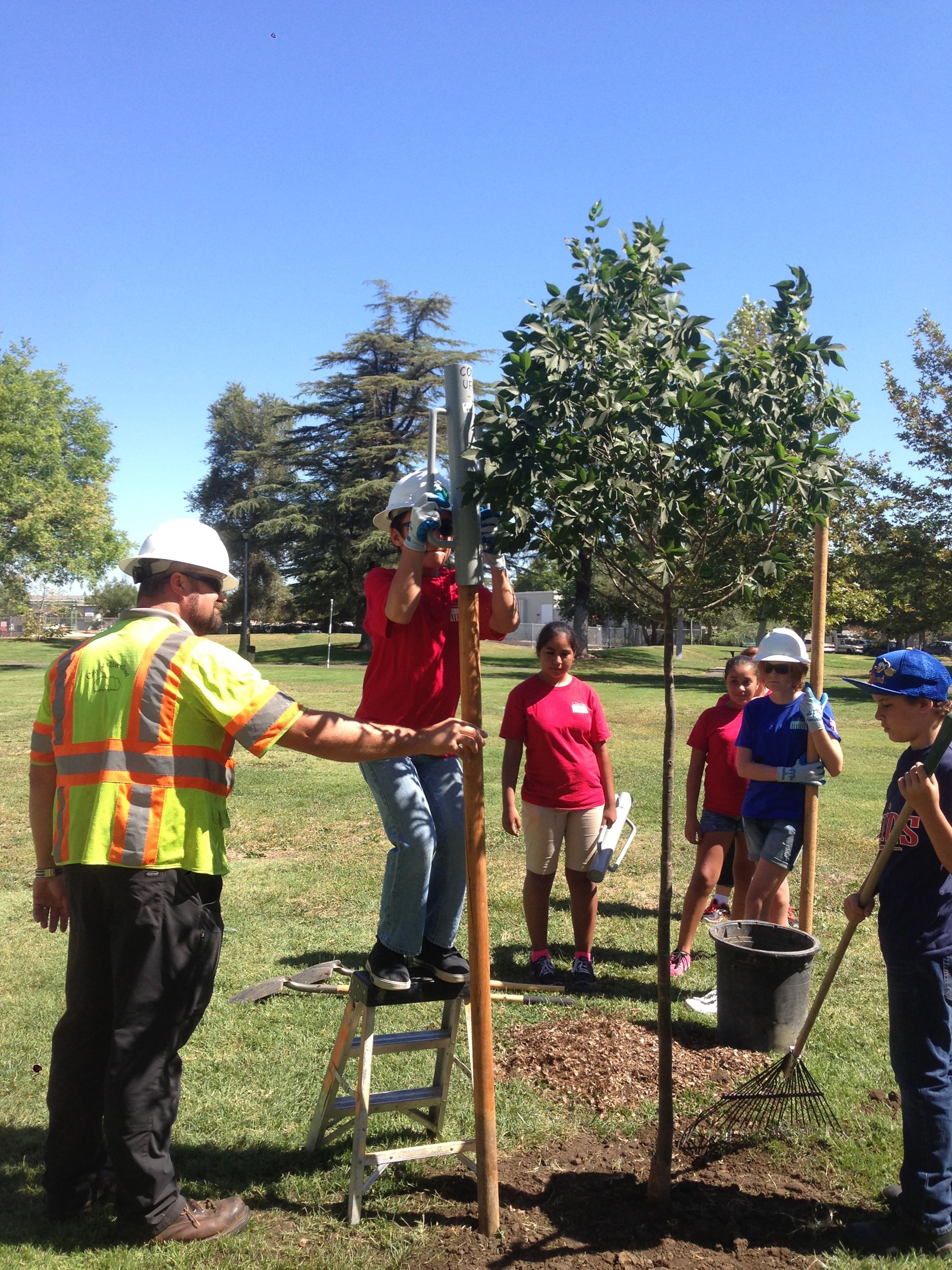 People Planting Trees