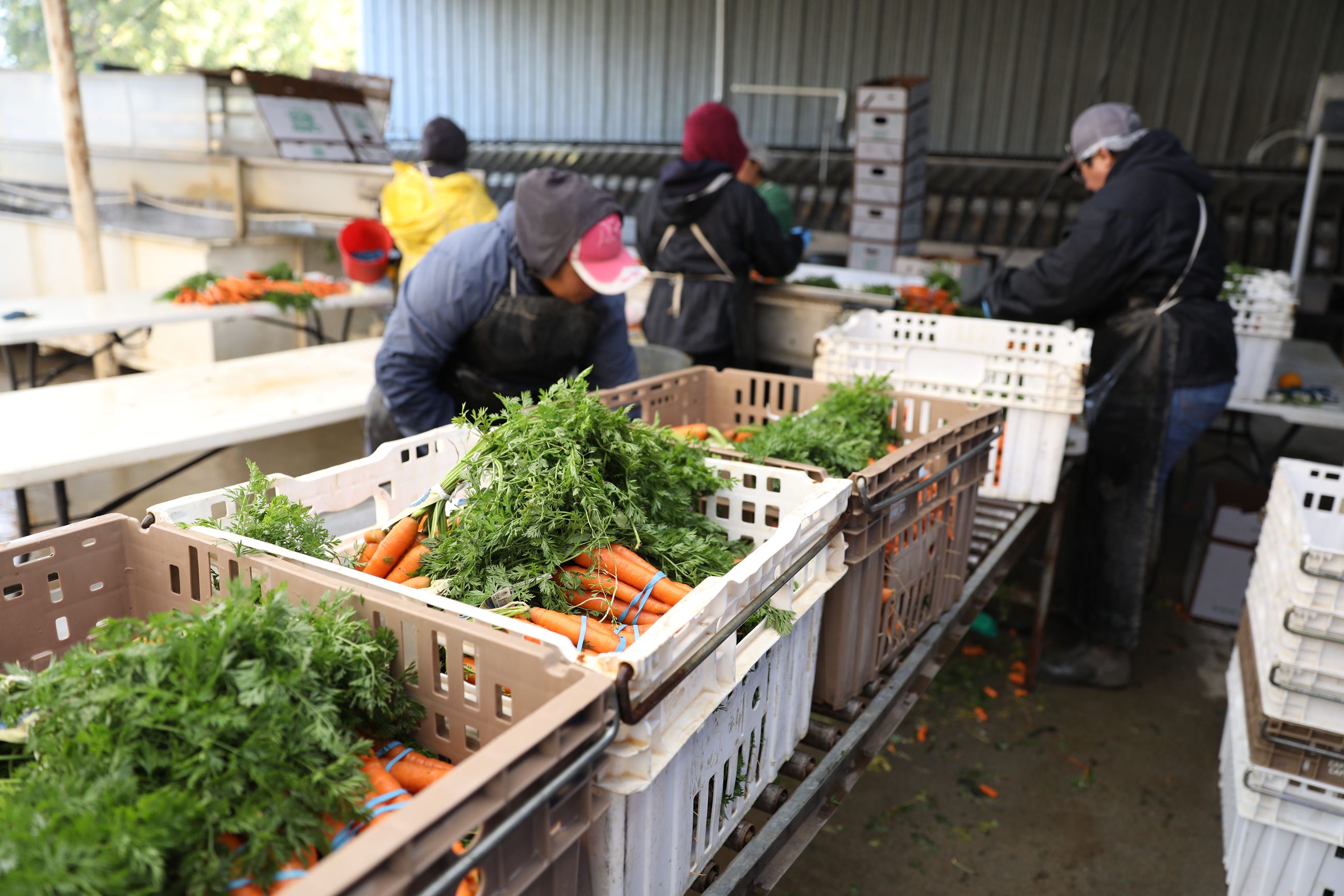 Capay Organic Farms carrot sorting